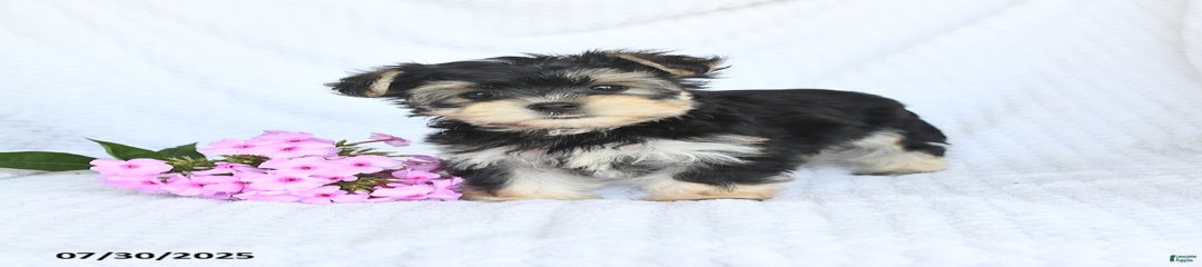Maisy