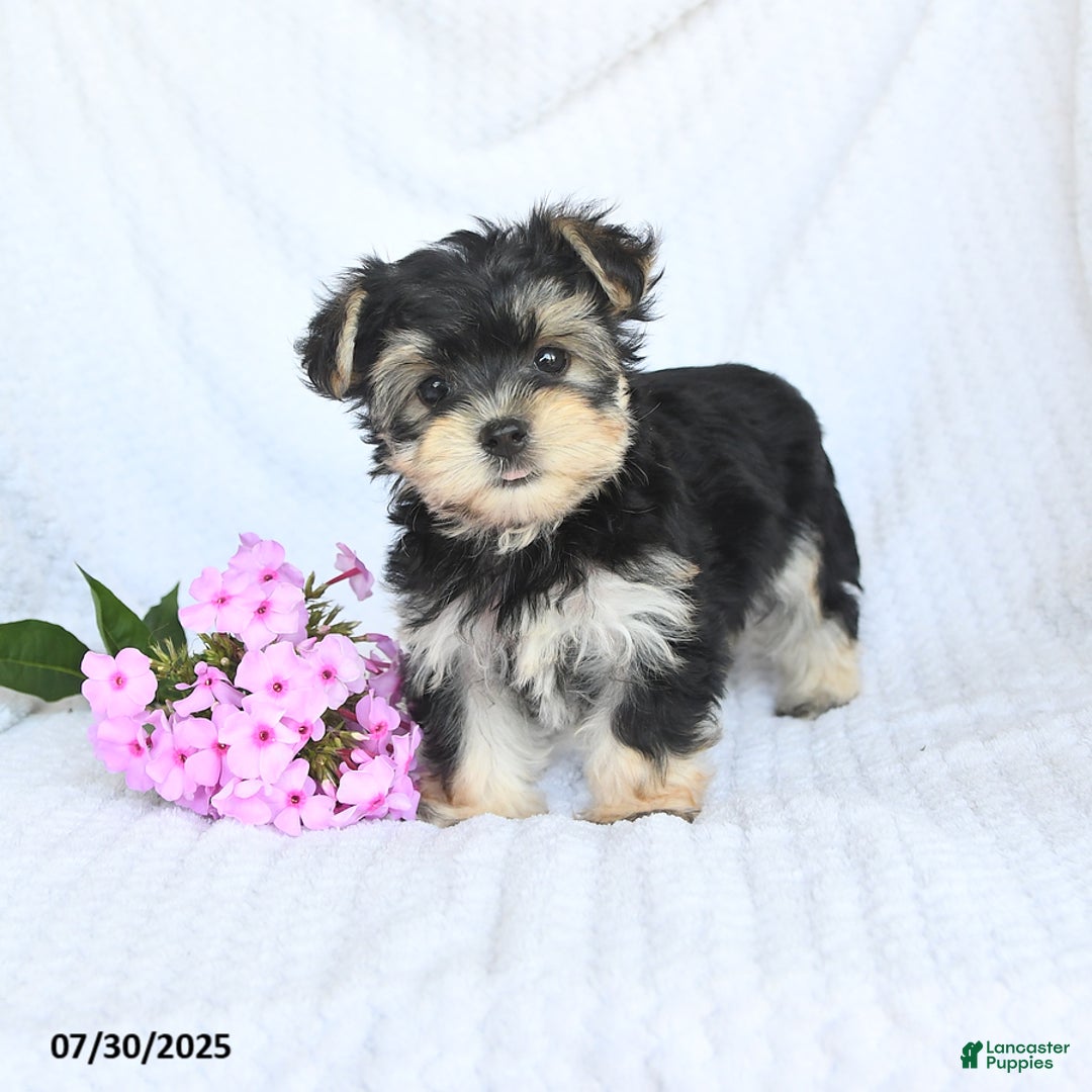 Morkie dogs for sale: Maisy - Image 5