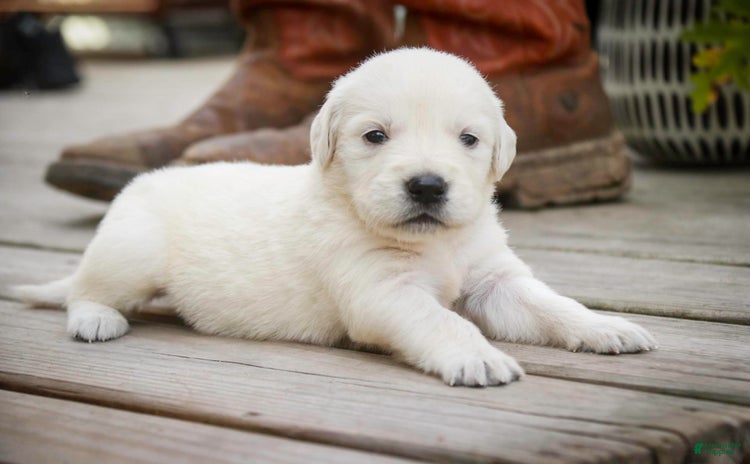 Golden Retriever dogs for sale - Ad 5