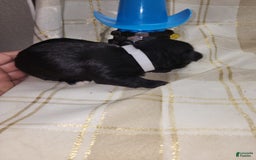 Yorkshire Terrier dogs for sale: 2 Socks - Image 9