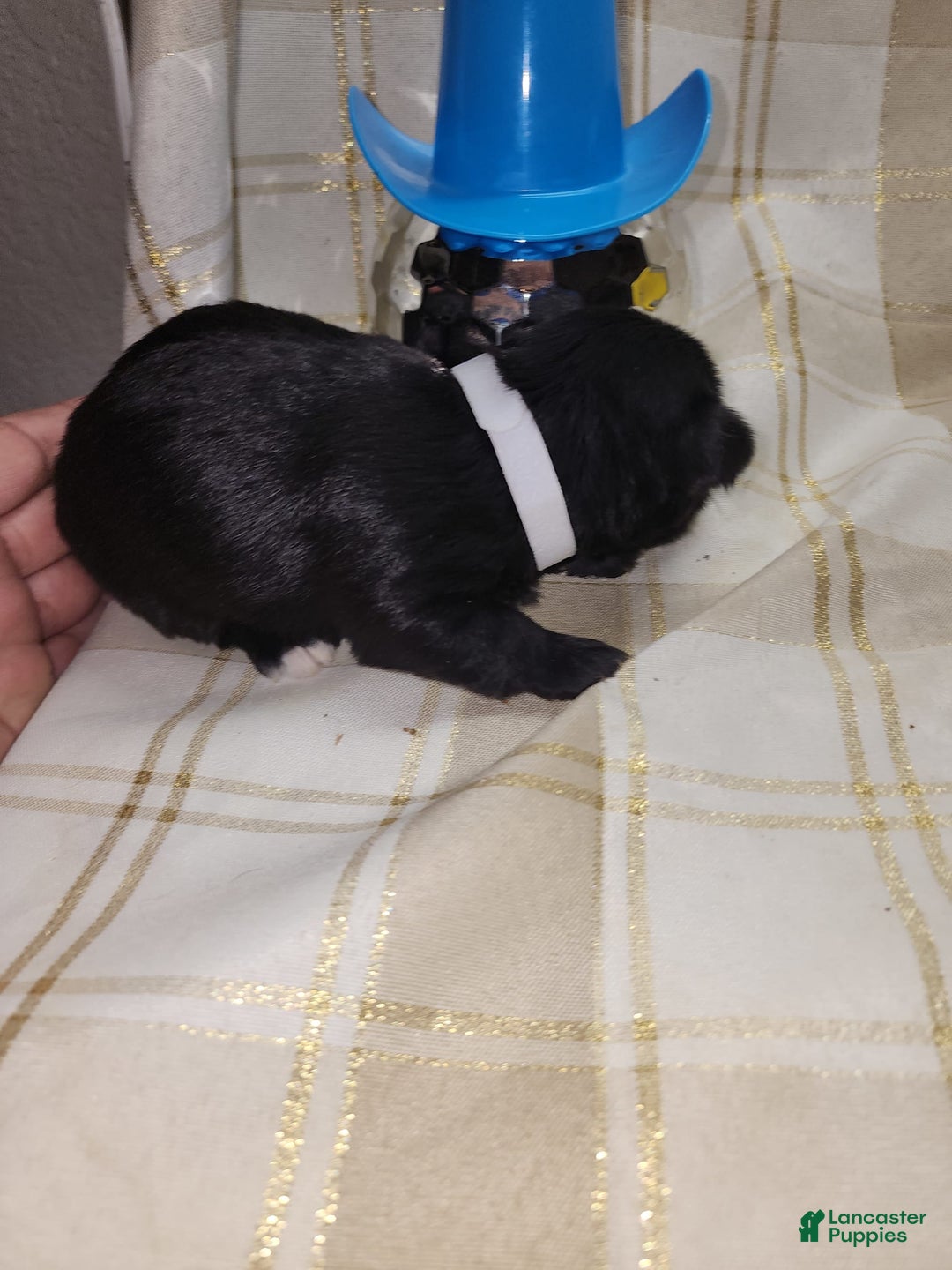 Yorkshire Terrier dogs for sale: 2 Socks - Image 9