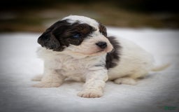 Cavapoo dogs for sale: Timon - Image 16