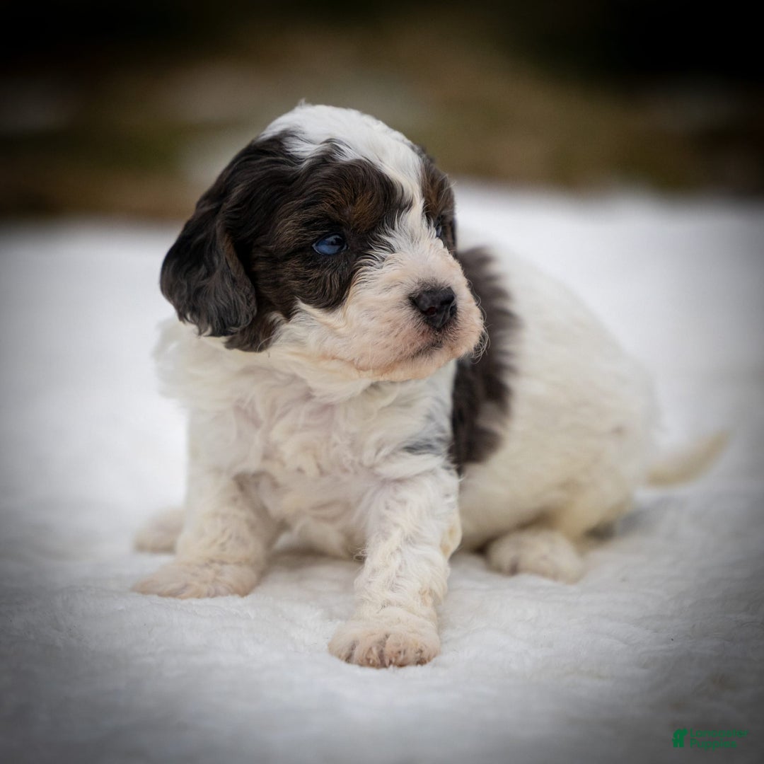 Cavapoo dogs for sale: Timon - Image 16