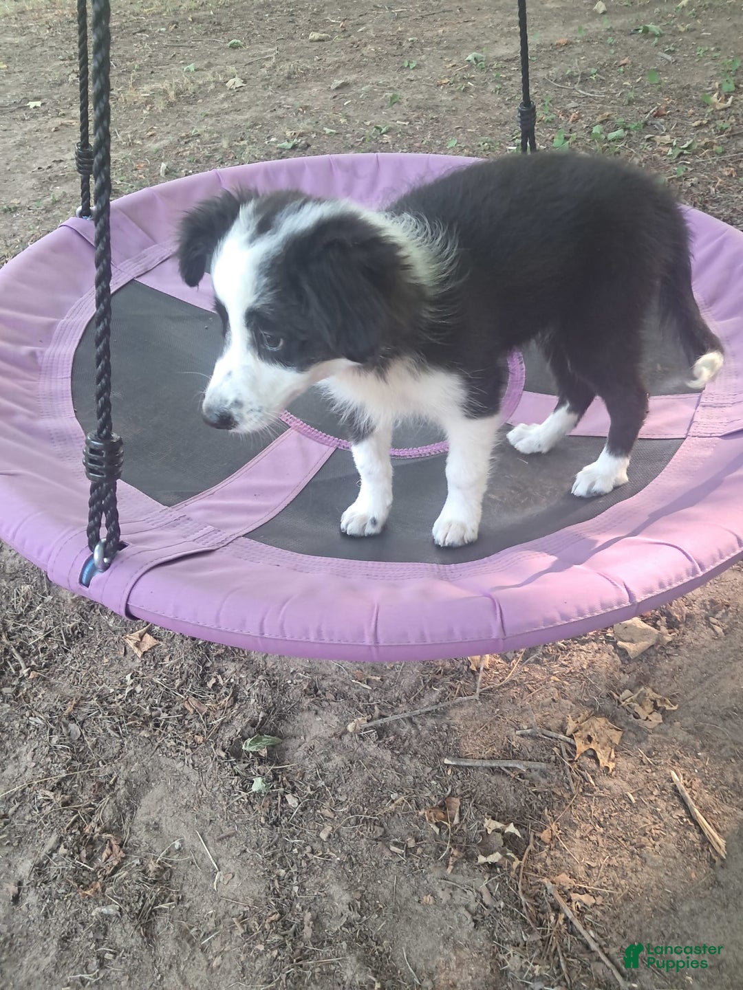 Border Collie dogs for sale: Cookie - Image 7