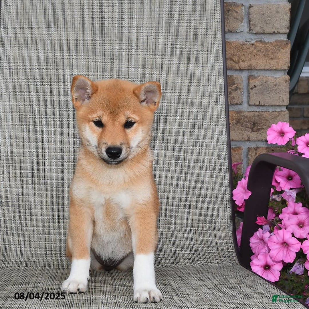 Shiba Inu dogs for sale: Emmy - Image 6