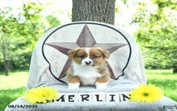 Welsh Corgi Pembroke dogs for sale: Merlin - Image 3