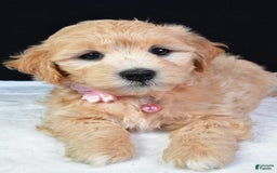 Maltipoo dogs for sale: Beauty - Image 9