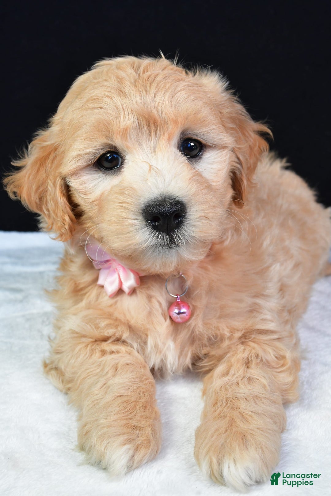 Maltipoo dogs for sale: Beauty - Image 9