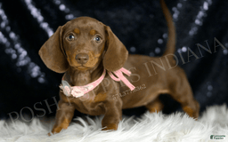 Miniature Dachshund dogs for sale: Shaylee - Image 4