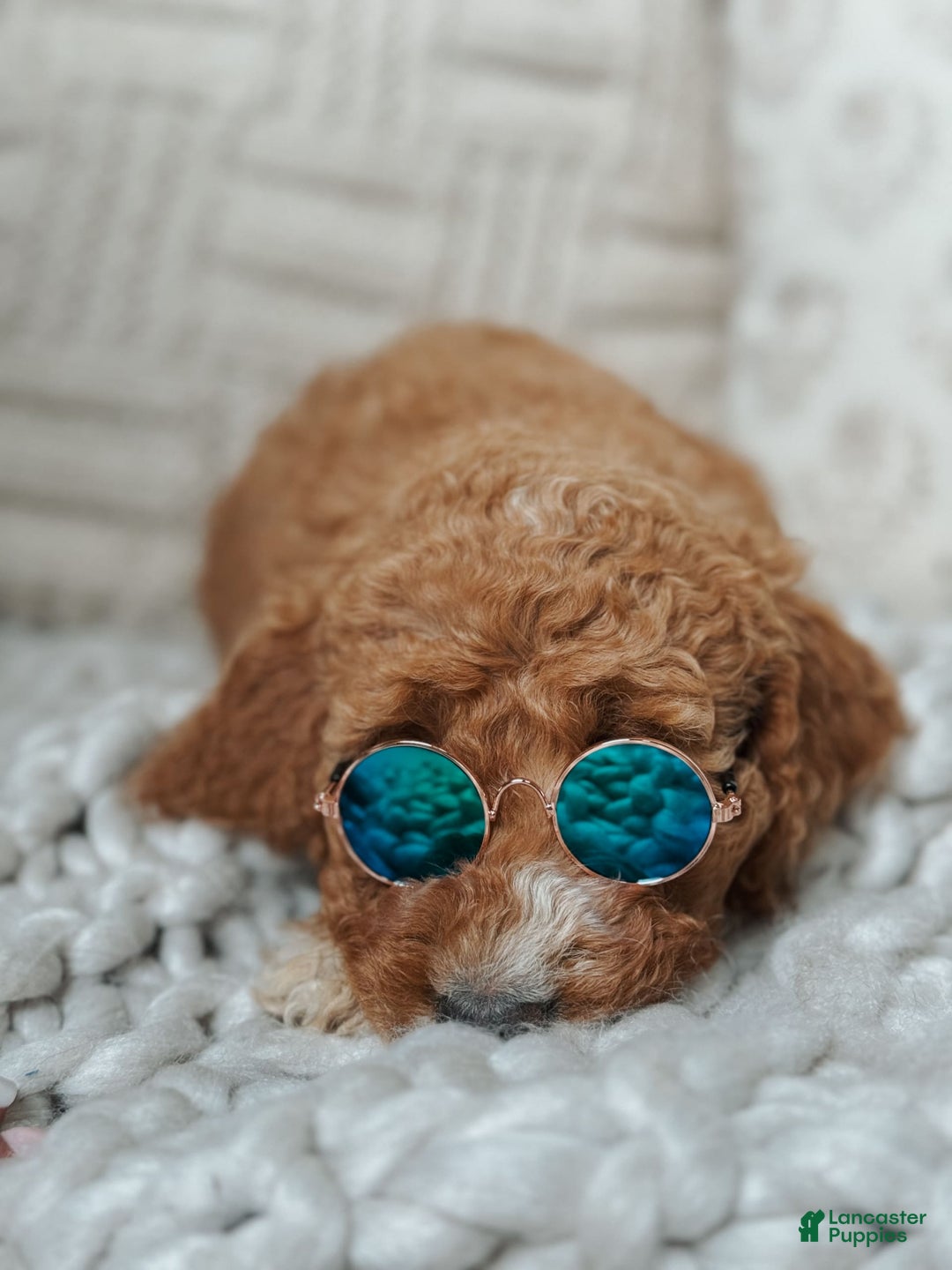 Goldendoodle dogs for sale: Blair - Image 2
