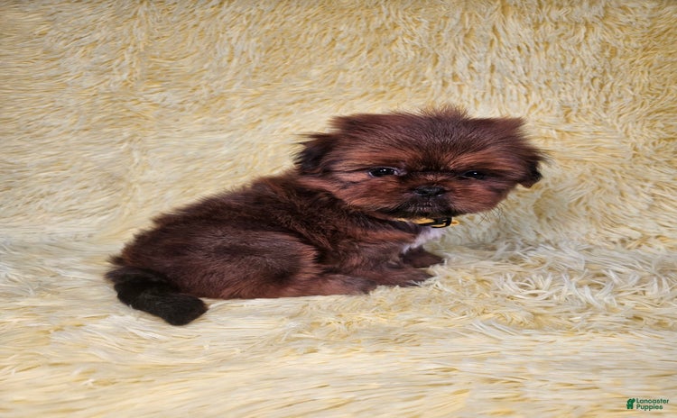 Shih Tzu dogs for sale - Ad 1