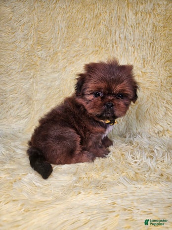 Shih Tzu dogs for sale - Ad 1