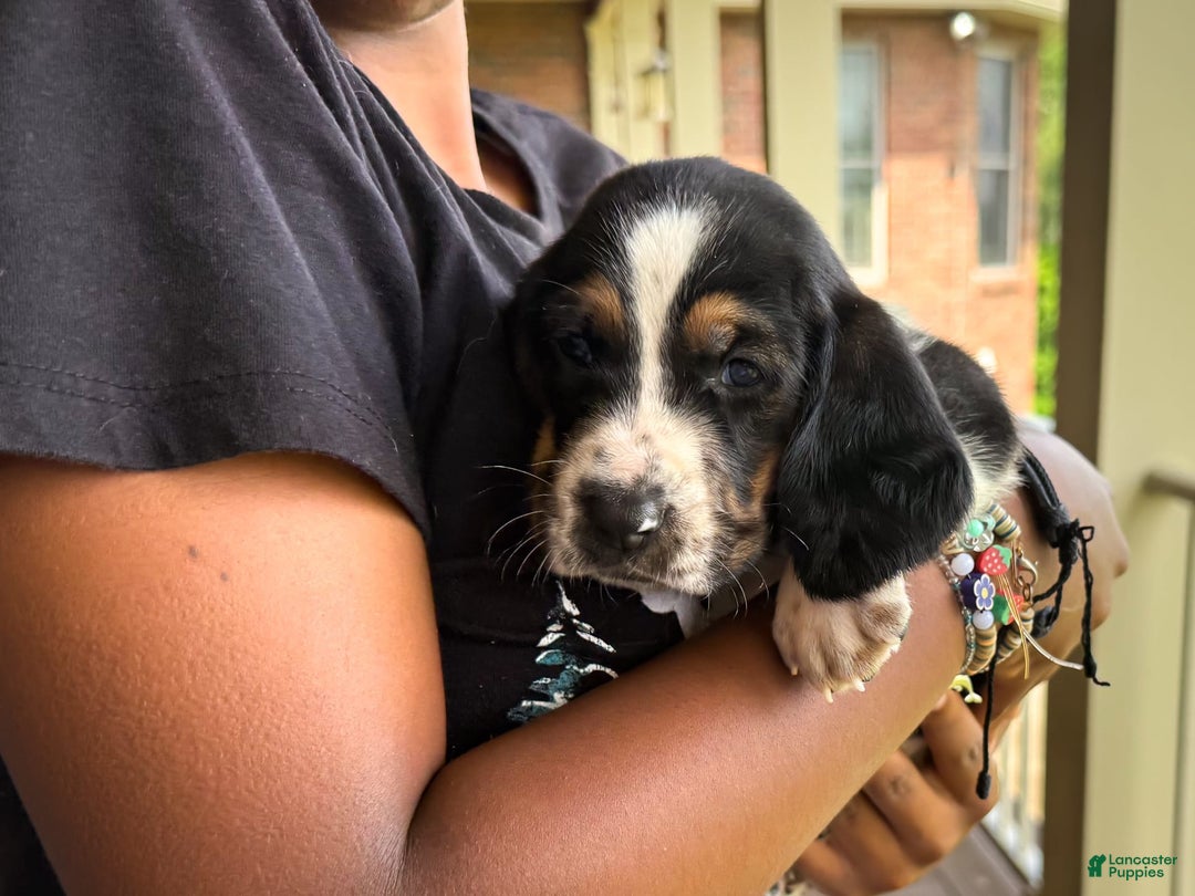 Basset Hound dogs for sale: Jasper - Image 3