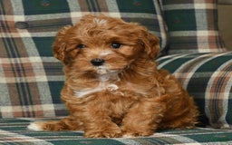 Cavapoo dogs for sale: Rocky - Image 5