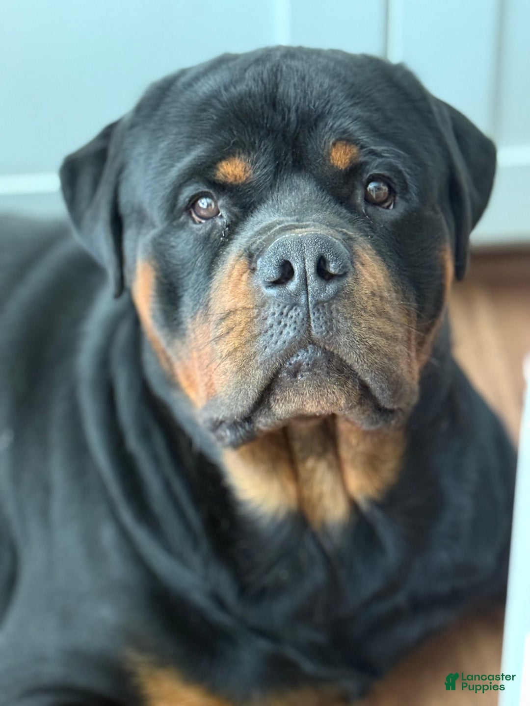 Rottweiler dogs for sale: Briggs - Image 9