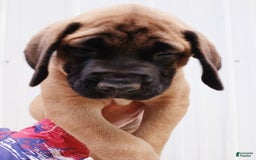 English Mastiff dogs for sale: Peaches - Image 2