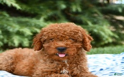 Mini Goldendoodle dogs for sale: Gulliver - Image 10