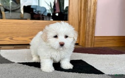 Coton De Tulear dogs for sale: Lindsey - Image 2