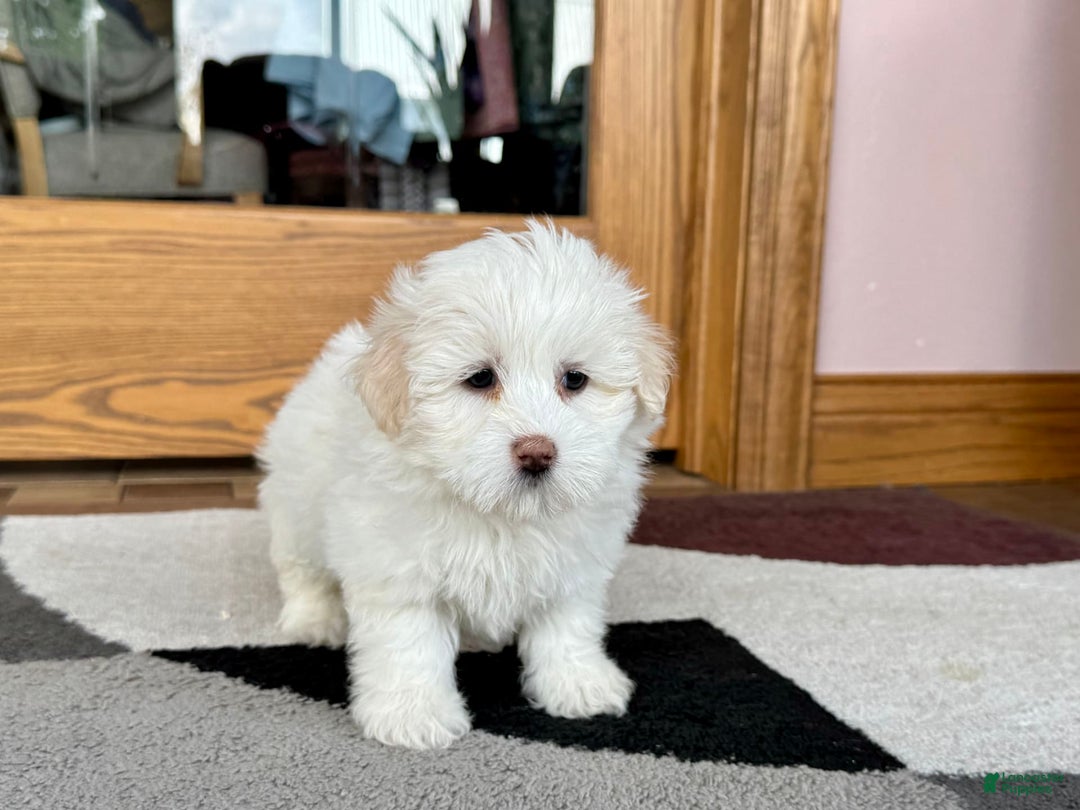 Coton De Tulear dogs for sale: Lindsey - Image 2