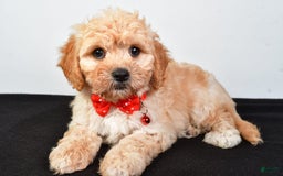 Cavachon dogs for sale: Donald - Image 1