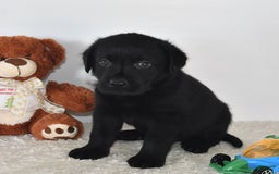 Labrador Retriever dogs for sale: Carter - Image 12