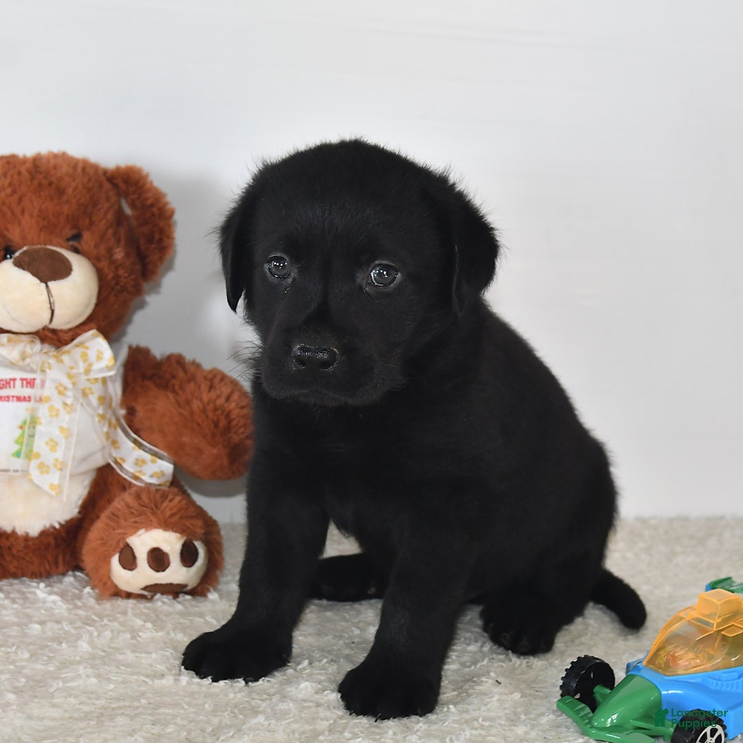Labrador Retriever dogs for sale: Carter - Image 12