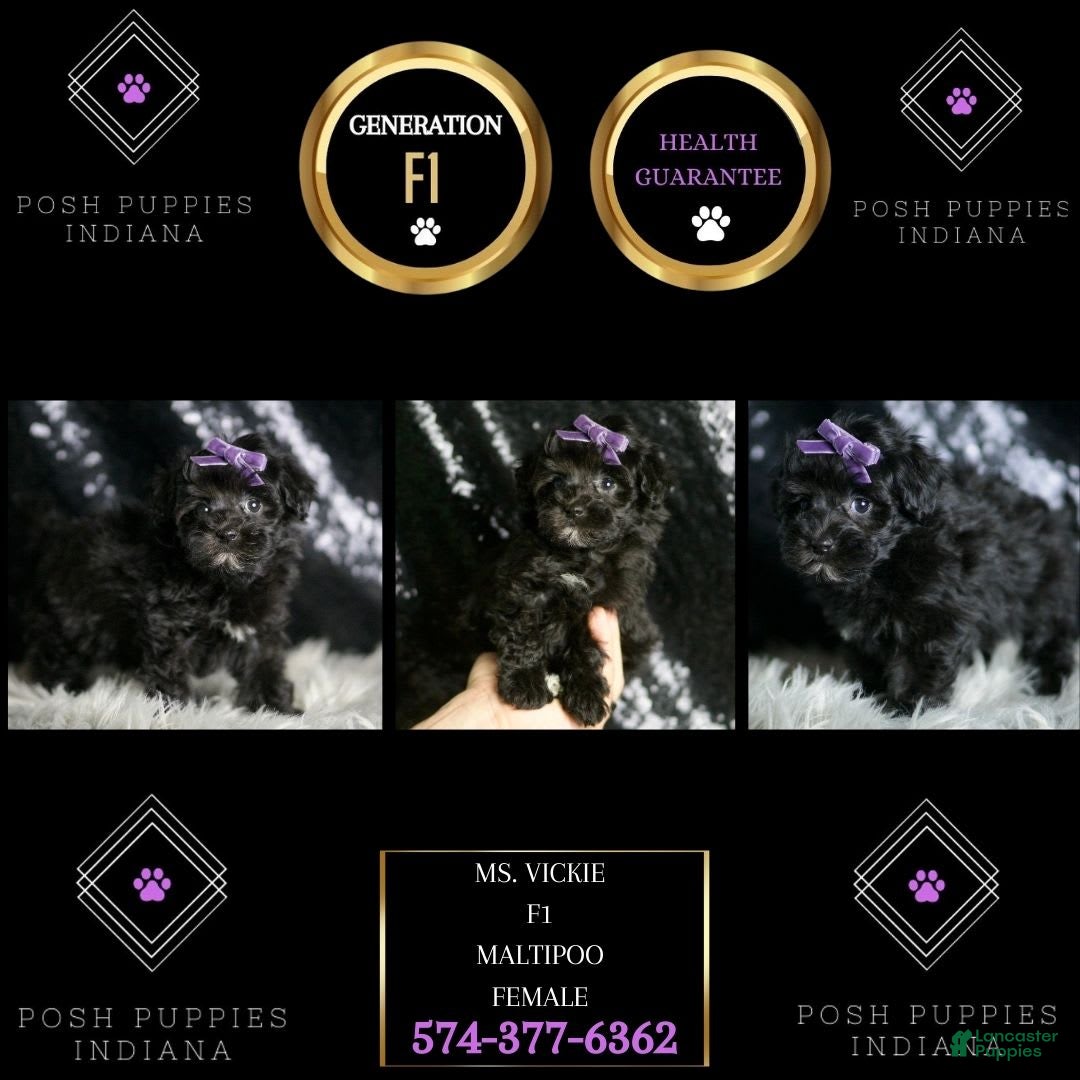 Maltipoo dogs for sale: Maltipoo 8 puppies - Image 7