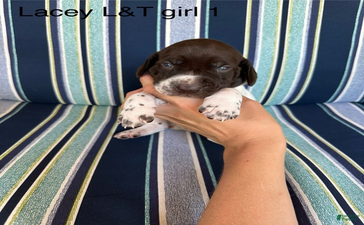 German Shorthaired Pointer dogs for sale - Ad 4