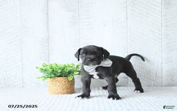 Great Dane dogs for sale: Apollo - Image 4