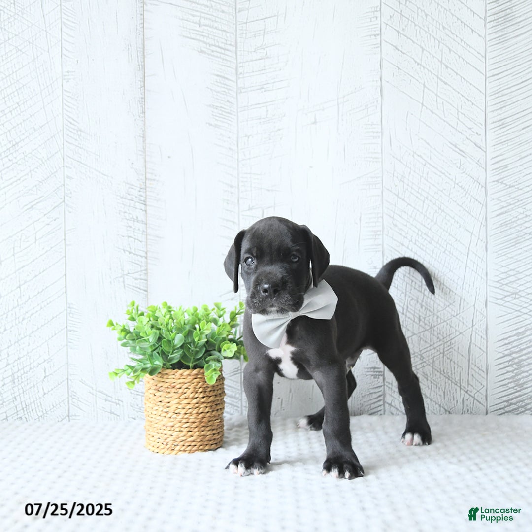 Great Dane dogs for sale: Apollo - Image 4