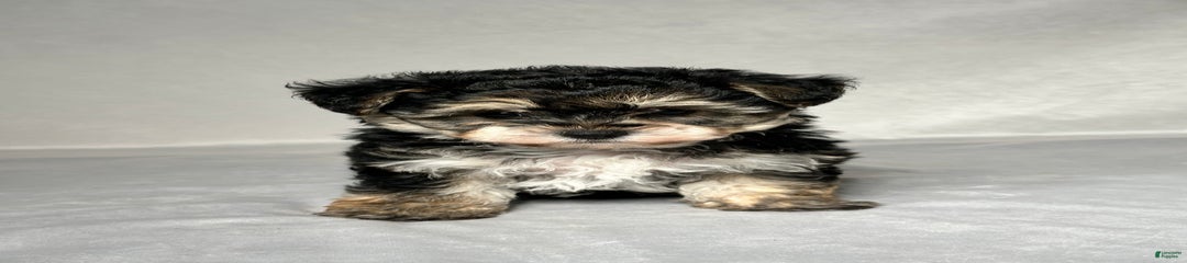 Diego