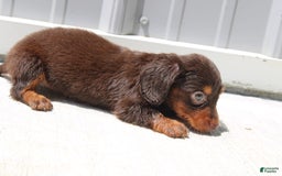 Dachshund dogs for sale: Angel Mini - Image 11