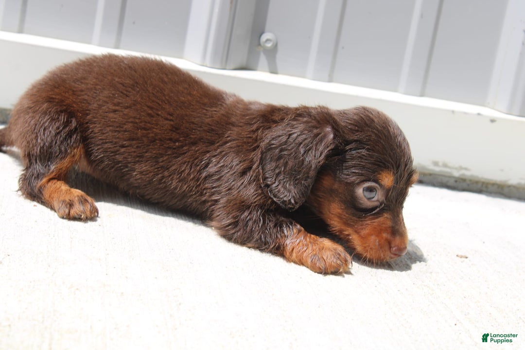 Dachshund dogs for sale: Angel Mini - Image 11