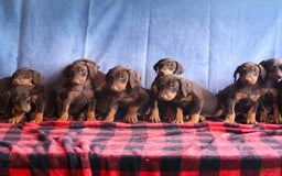 Doberman Pinscher dogs for sale: Diesel - Image 13