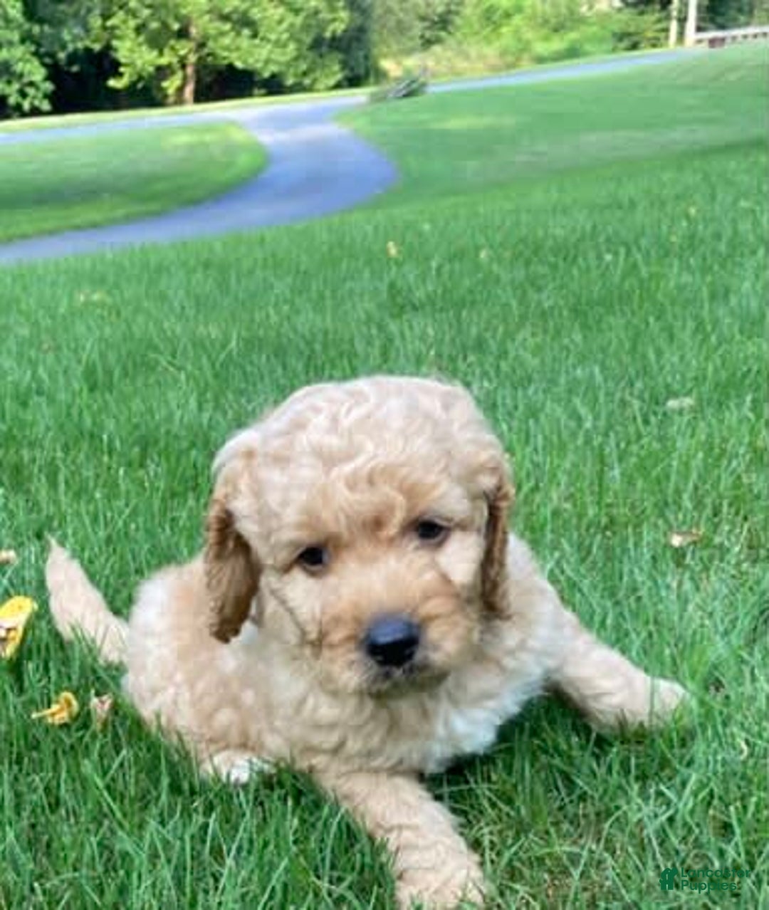 Labradoodle dogs for sale: Rusty - Image 6