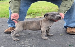 Cane Corso dogs for sale: Cane Corso 4 puppies - Image 10