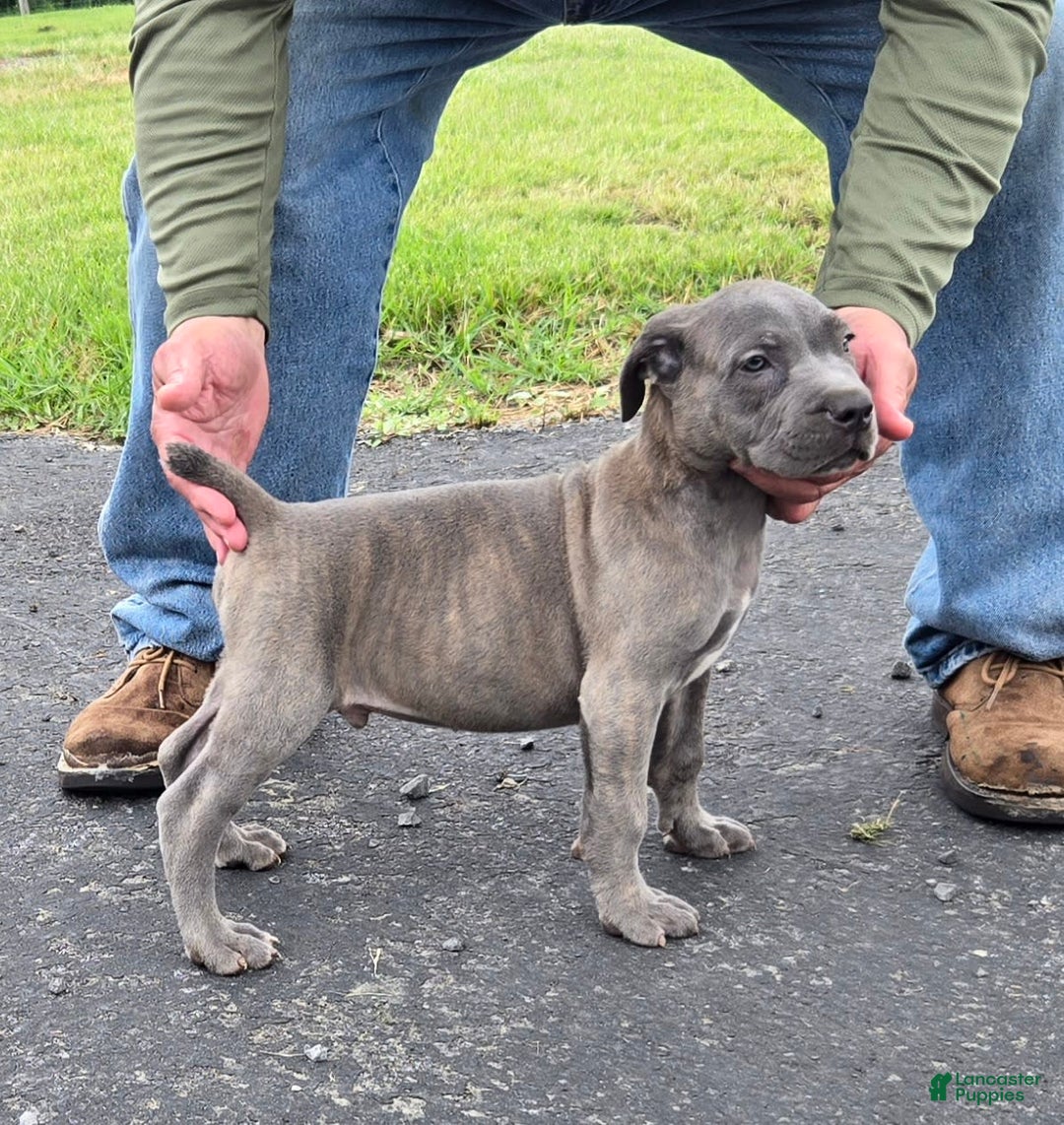 Cane Corso dogs for sale: Cane Corso 4 puppies - Image 10
