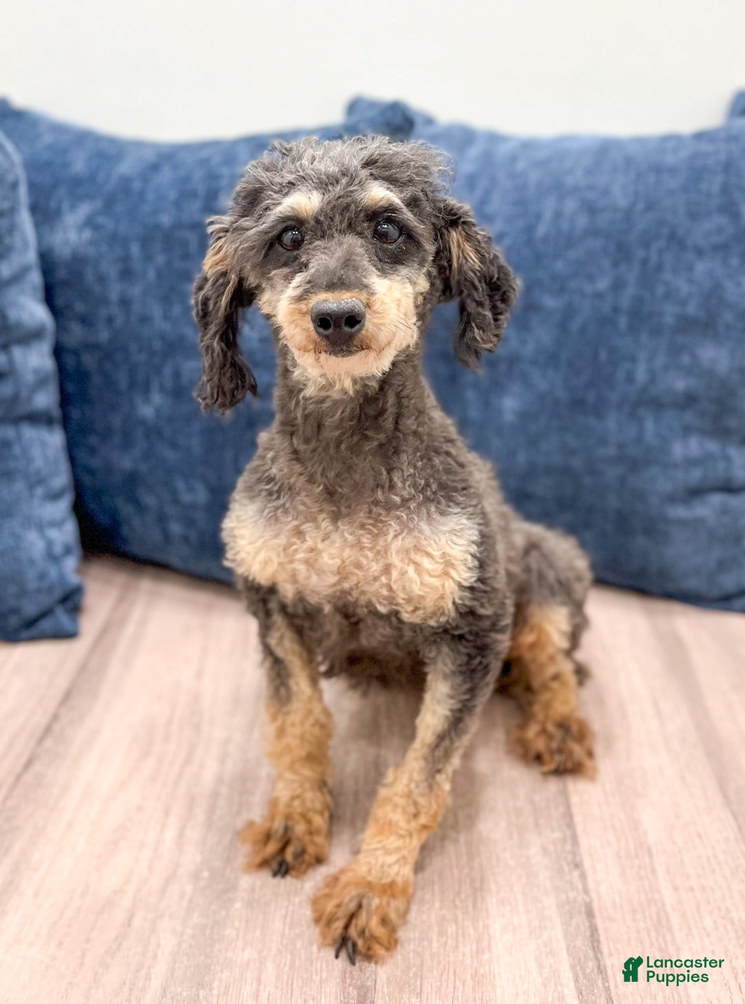 Cavapoo dogs for sale: Milo - Image 6