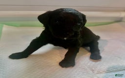 Aussiedoodle dogs for sale: Roxy - Image 1