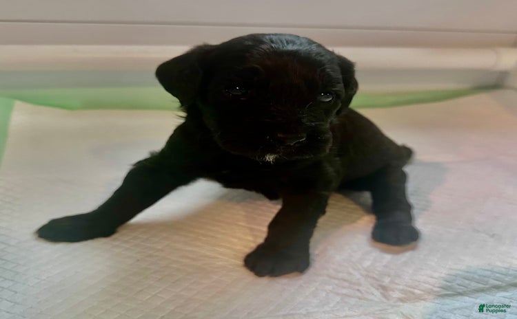 Aussiedoodle dogs for sale - Ad 1
