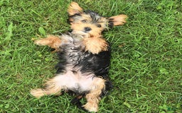 Yorkshire Terrier dogs for sale: Bingo - Image 5