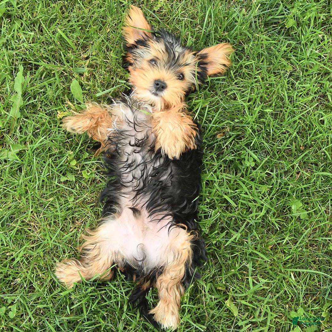 Yorkshire Terrier dogs for sale: Bingo - Image 5
