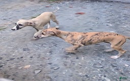 Whippet dogs for sale: Tilly - Image 4