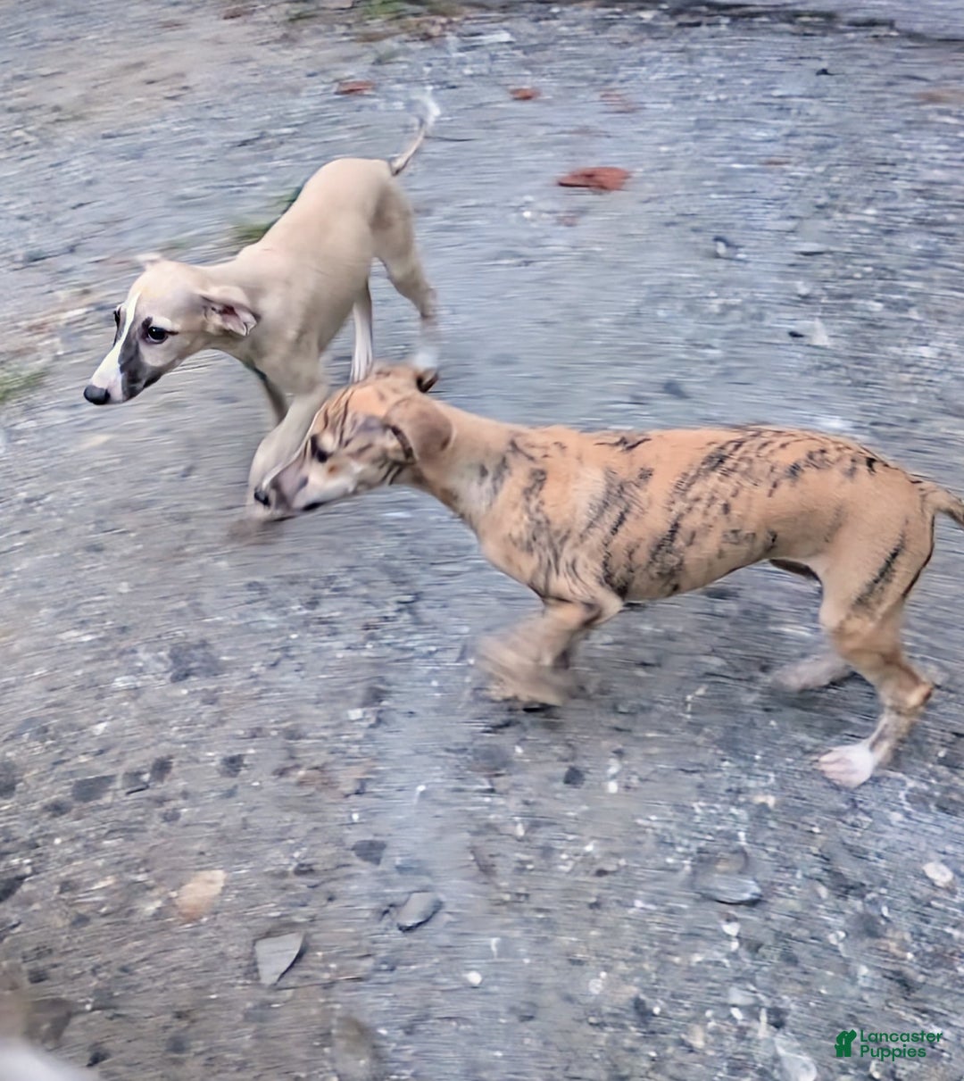 Whippet dogs for sale: Tilly - Image 4