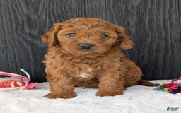 Cavapoo dogs for sale: Loki - Image 4