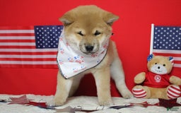 Shiba Inu dogs for sale: Larry - Image 41