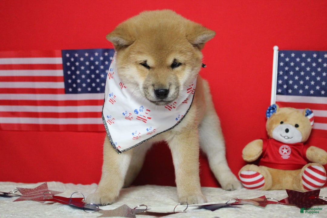 Shiba Inu dogs for sale: Larry - Image 41