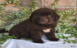 Newfoundland dogs for sale: Hunter - Image 4