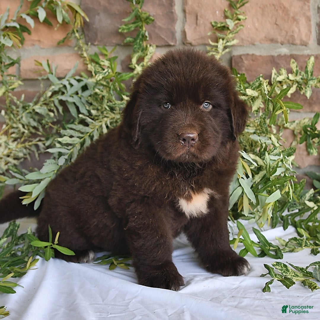 Newfoundland dogs for sale: Hunter - Image 4