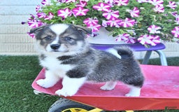 American Eskimo dogs for sale: Skoopy - Image 5